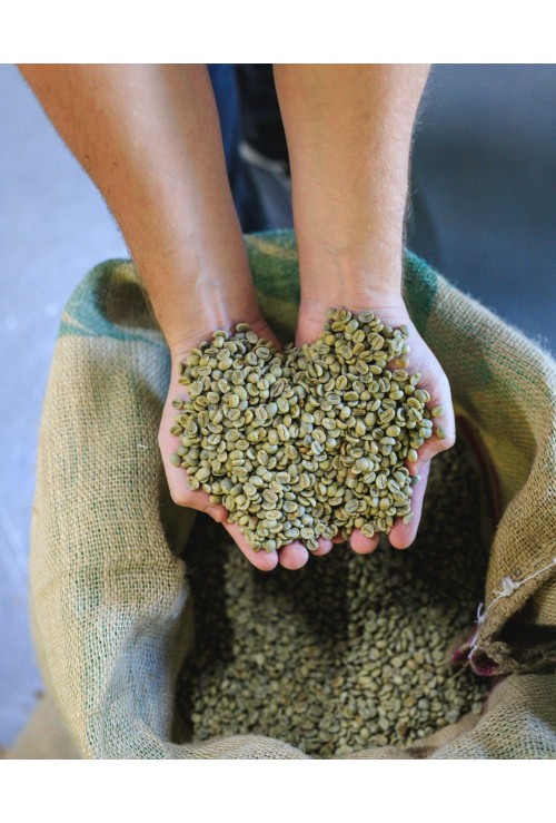 Costa Rican Fidel El Centro Cataui Green Unroasted coffee 1KG